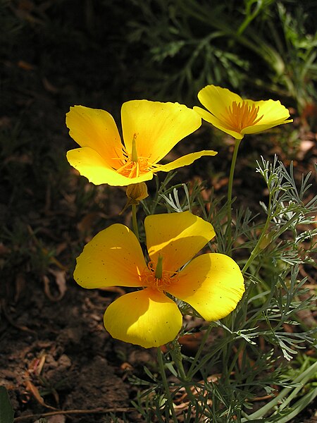 File:Eschscholzia californica in Sedovo 004.jpg