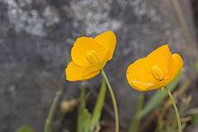 Eschscholzia lobbii, Сковороды.jpg