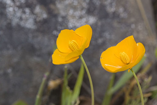 Eschscholzia lobbii, Frying Pans