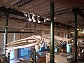 Esqueleto de rorcual común o ballena de aleta Zona de Biología (Sala 4 Biodiversidad)