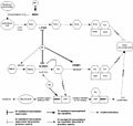 Estrogen-regulated steps in the metabolisms of prostaglandin J2 and retinoic acid.jpg