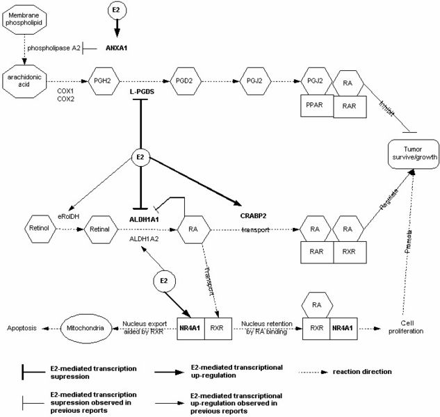 File:Estrogen-regulated steps in the metabolisms of prostaglandin J2 and retinoic acid.jpg