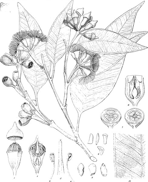 File:Eucalyptographia. A descriptive atlas of the eucalypts of Australia and the adjoining islands; (1879) (20167642493).jpg