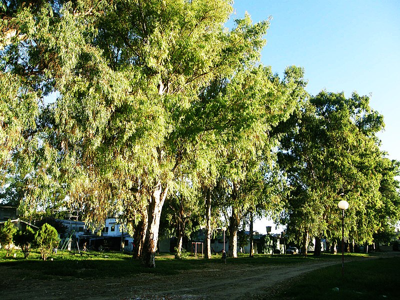 File:Eucalyptus - Reconquista - Santa Fe - Argentina - 2.jpg