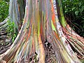 baza trucnhiului unui Eucalyptus deglupta