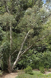 Eucalyptus olsenii habit.jpg