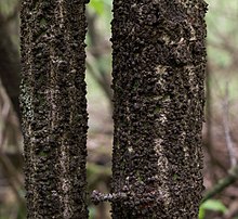 Euonymus verrucosa070515c.jpg