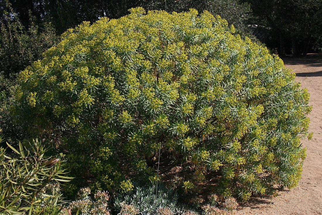 Euphorbia characias