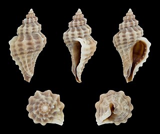 <i>Eupleura tampaensis</i> Species of gastropod