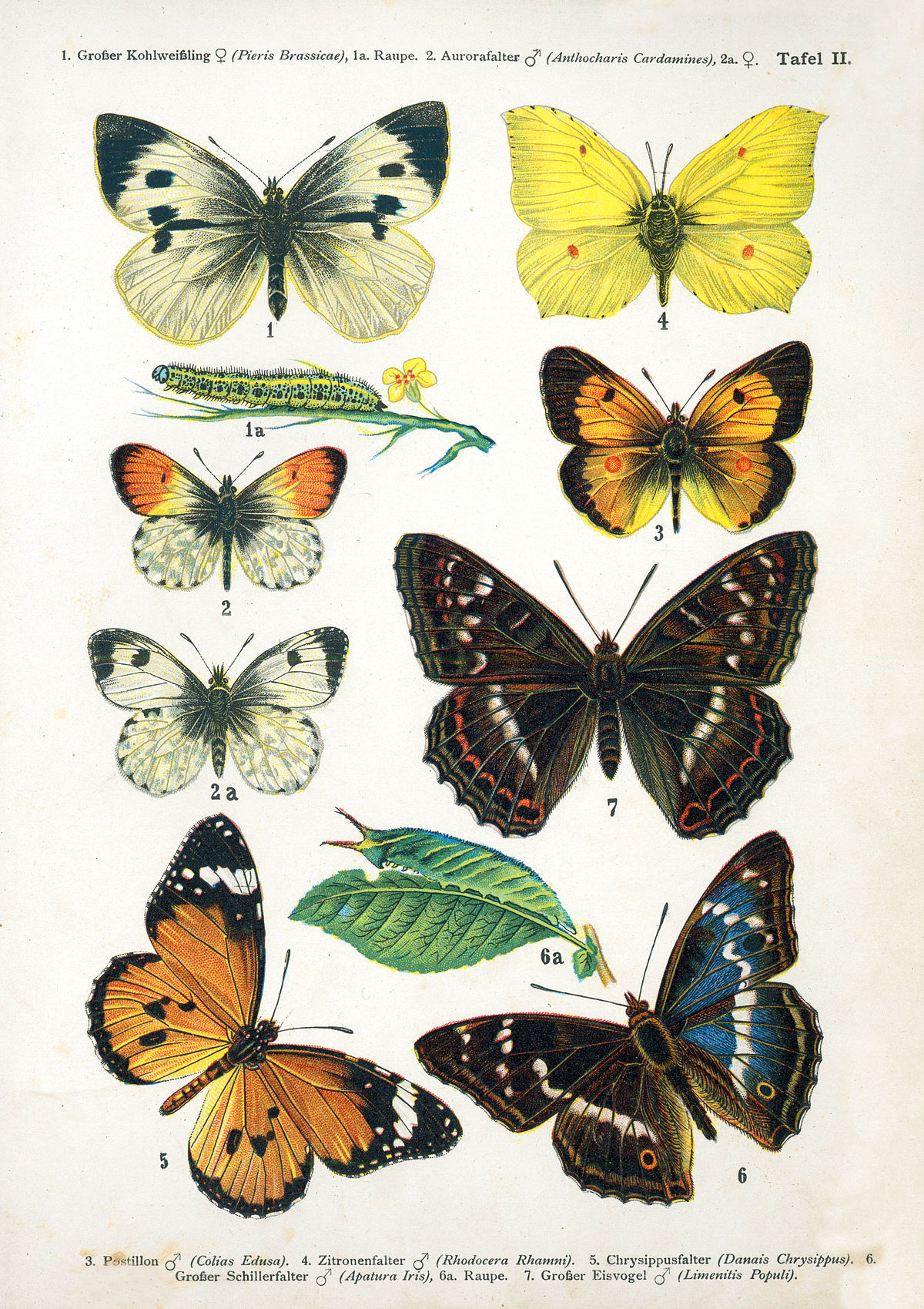 File:European-butterfly 044-II.jpg - Wikimedia Commons