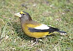 Thumbnail for File:Evening Grosbeak 2899m.jpg