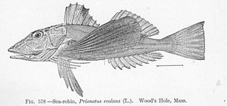 <span class="mw-page-title-main">Prionotinae</span> Subfamily of marine fishes