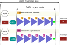 Diagram showing restriction enzyme sites used to differentiate between D4Z4 repeat arrays of 4q and 10q. FSHD Restriction enzyme digestion.png