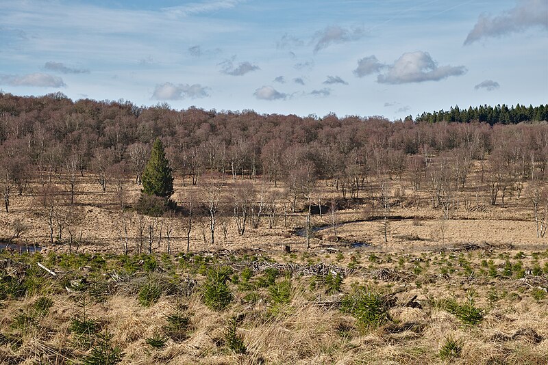 File:Fagne Tirifaye with the Hill river in Waimes, Belgium (DSCF3679).jpg