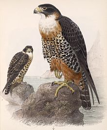 Falco deiroleucus adult and juvenile, illustration by Edward Neale, 1902 Falco deiroleucus 1902.jpg