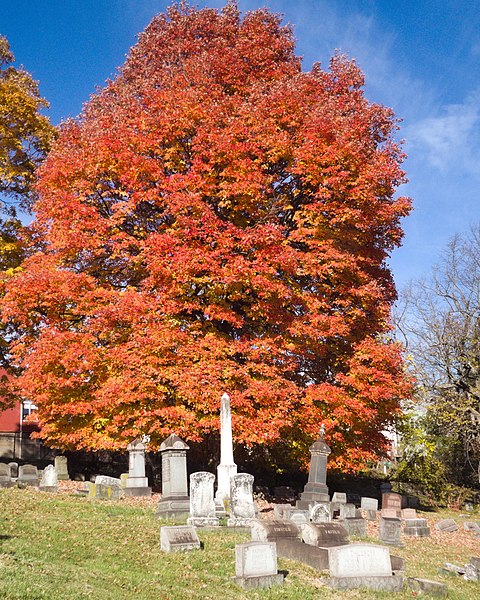 Fall landscape, St. Paul’s Cemetery