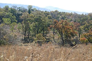 Faurea Saligna: Distribución y hábitat, Descripción, Ecología