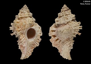 <i>Favartia salvati</i> Species of gastropod