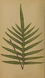 Thumbnail for Phlebodium areolatum