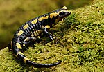 Feuersalamander