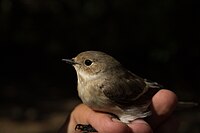 Ficedula hypoleuca