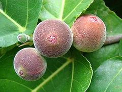 粗榕果實Ficus aspera