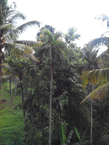 File:First monsoon rain.jpeg