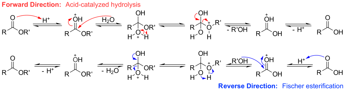 fischer esterification mechanism