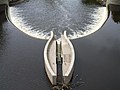 Fish counting stations (different fishway types possible)