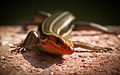 Five-lined Skink