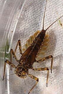 <i>Epeorus pleuralis</i> Species of mayfly