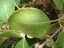 Flickr - Joao de Deus Medeiros - Piptocarpha rotundifolia.jpg