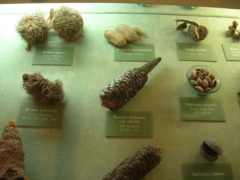 File:Flickr - brewbooks - Banksia and other Proteaceae seed pods.jpg