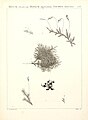 Flora Atlantica, sive, Historia plantarum quae in Atlante, agro Tunetano et Algeriensi crescunt (Plate 258) (9298300283).jpg