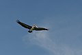 * Nomination Brown pelican (Pelecanus occidentalis) rear view Bradenton Beach on Anna Maria Island in Florida. --Moroder 18:19, 16 April 2017 (UTC) * Promotion Good quality. --Peulle 18:25, 16 April 2017 (UTC)