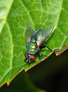 Die Goldfliege ist eine Fliege