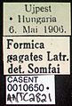 Formica gagates casent0010650 label 1.jpg