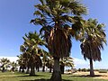 Giardino di palme nei pressi della Cala.