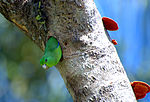 Forpus xanthopterygius -tree hole -Brazil-8.jpg