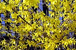 Vignette pour Forsythia