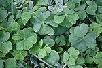 Миниатюра для Файл:Four-leaf and five-leaf clovers (2).jpg