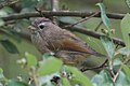 Fulvetta ruficapilla 01.jpg