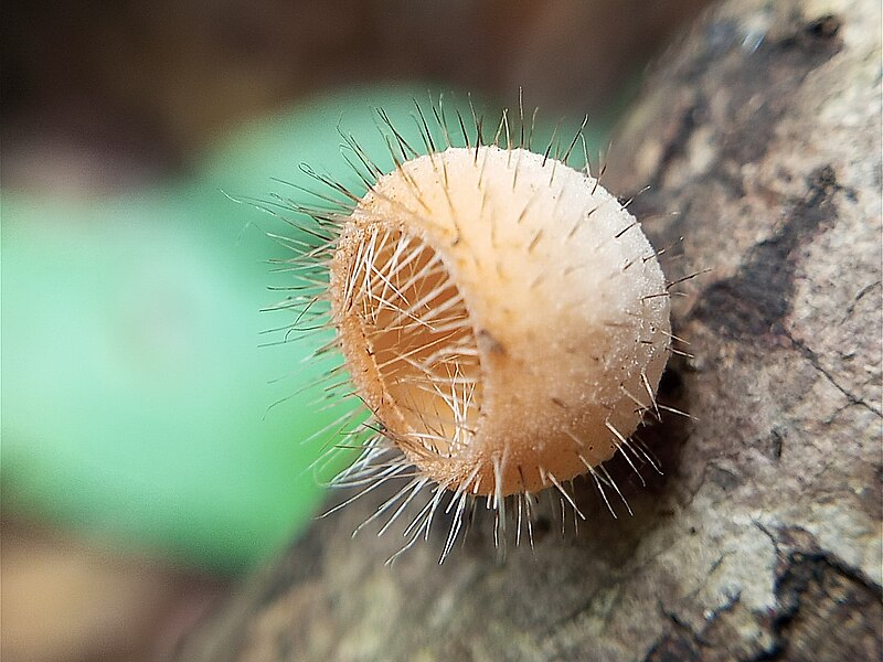 File:Fungi 33.jpg