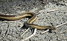 A Giant Garter Snake makes its way up on the shore to bask in the midday sun. GR800471-Giant Garter.jpg