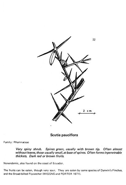 File:Galapagos plants II 22.jpg