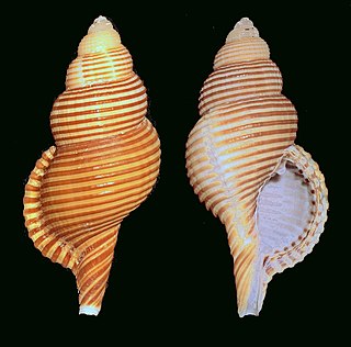 <i>Gelagna succincta</i> Species of gastropod