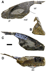 Miniatura para Geminiraptor suarezarum