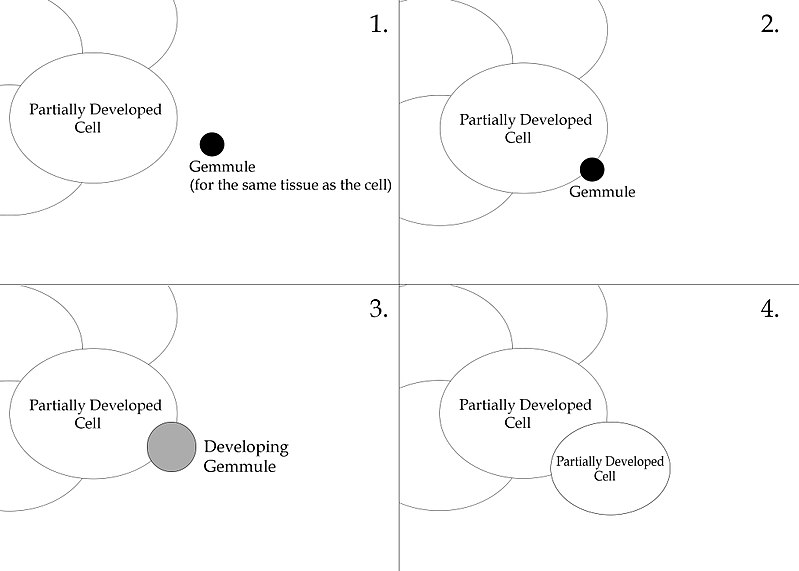 File:Gemmule cell proliferation (pangenesis).jpg