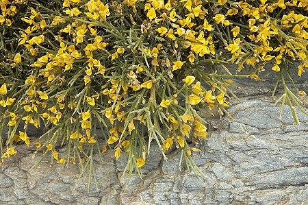 Genista_acanthoclada