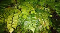 Giant Maidenhair (Adiantum trapeziforme) 2.jpg